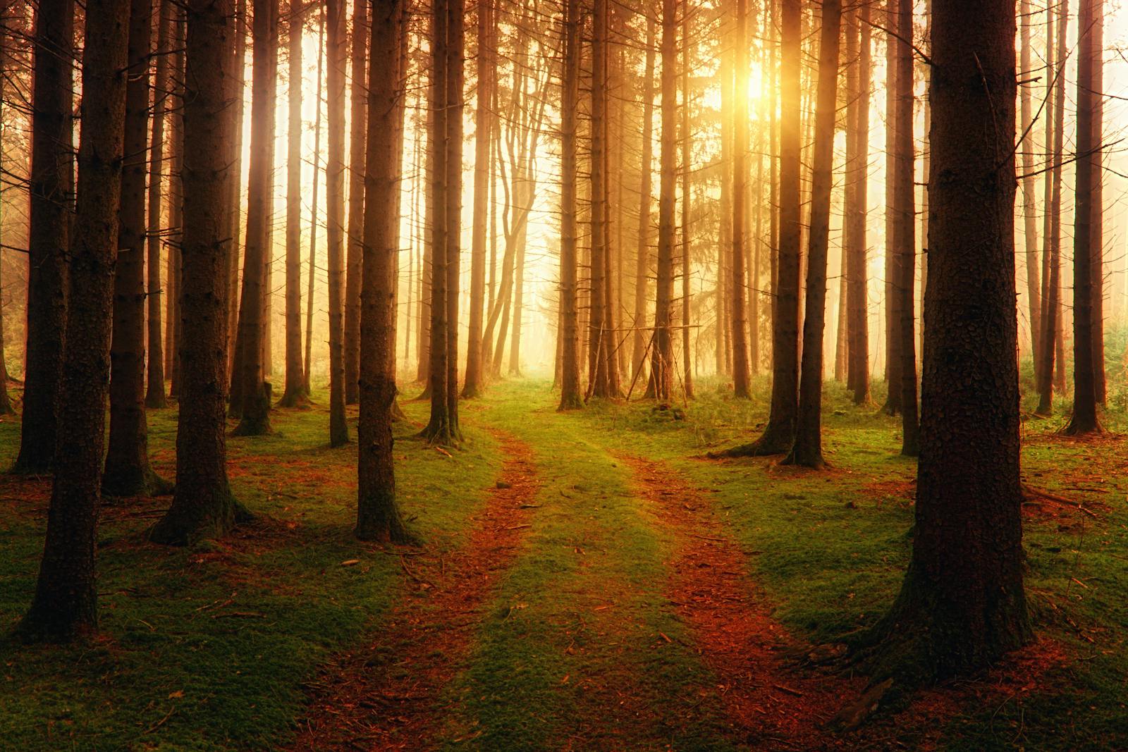Mystischer Wald mit goldenem Licht – das Abenteuer beginnt